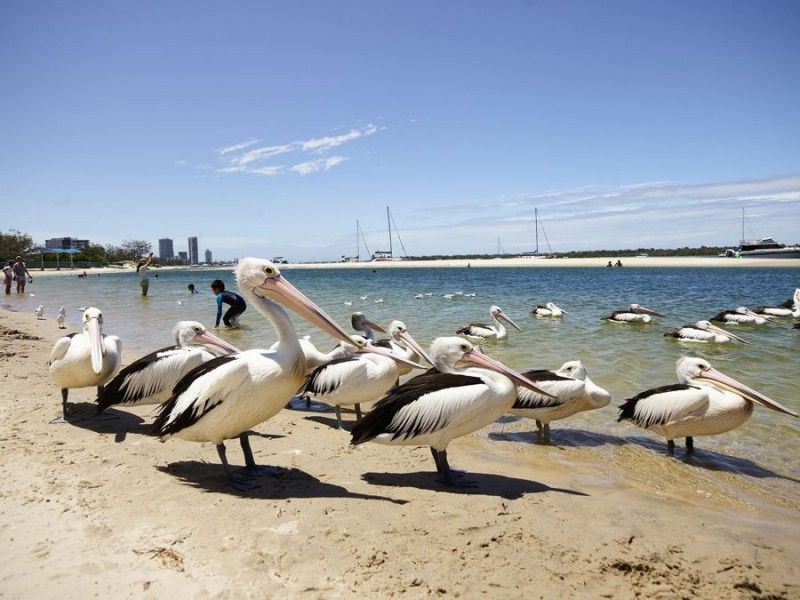 Management Rights Gold Coast